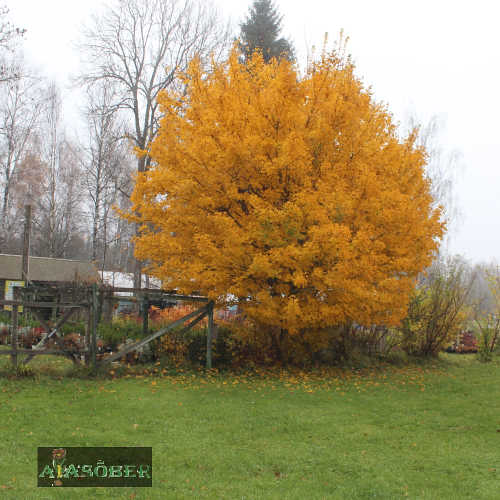 Põldvaher - Image 2