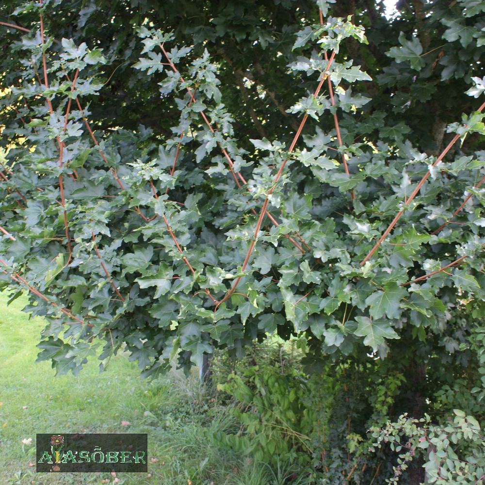 Põldvaher - Image 4