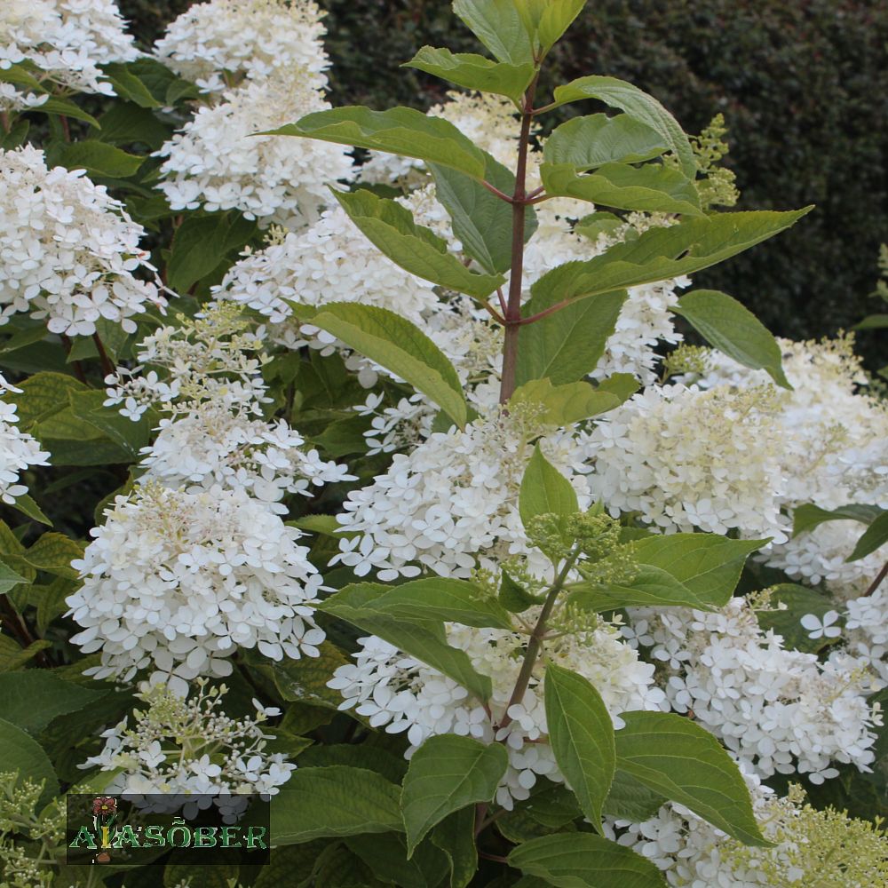Aedhortensia 'Phantom' - Image 2