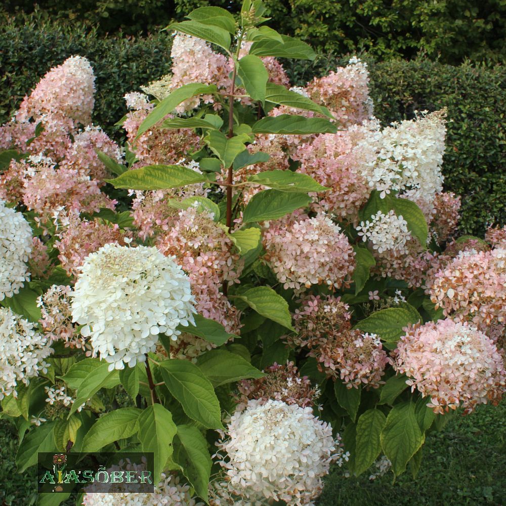 Aedhortensia 'Phantom' - Image 3