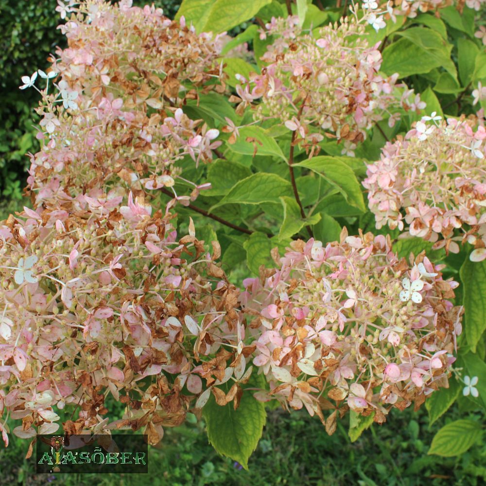 Aedhortensia 'Phantom' - Image 4