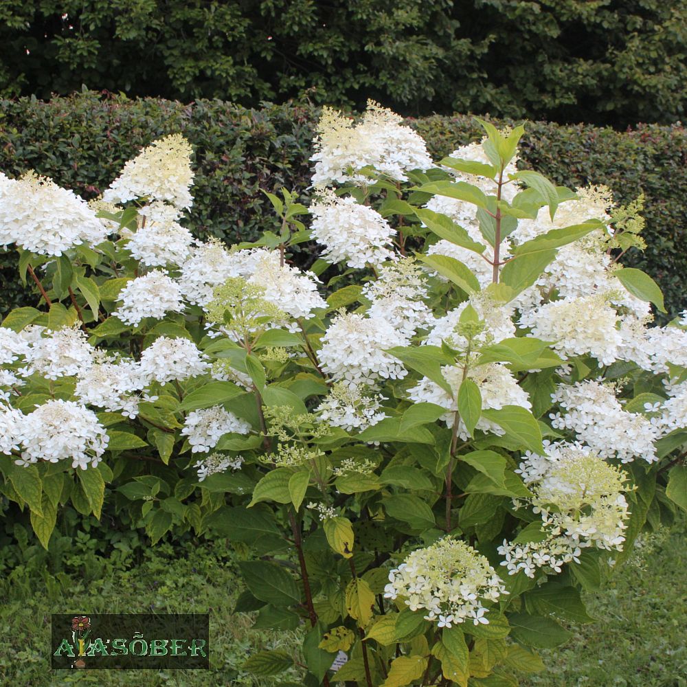 Aedhortensia 'Phantom'
