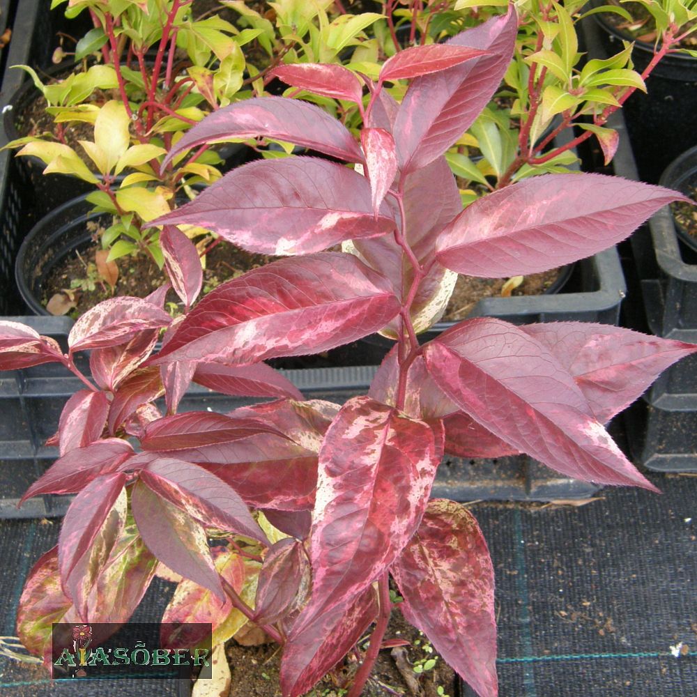 Walteri kobarküüvits 'Rainbow' - Image 2