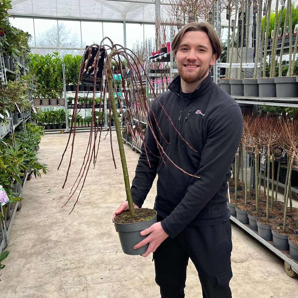 Raagremmelgas 'Kilmarnock' - Image 2