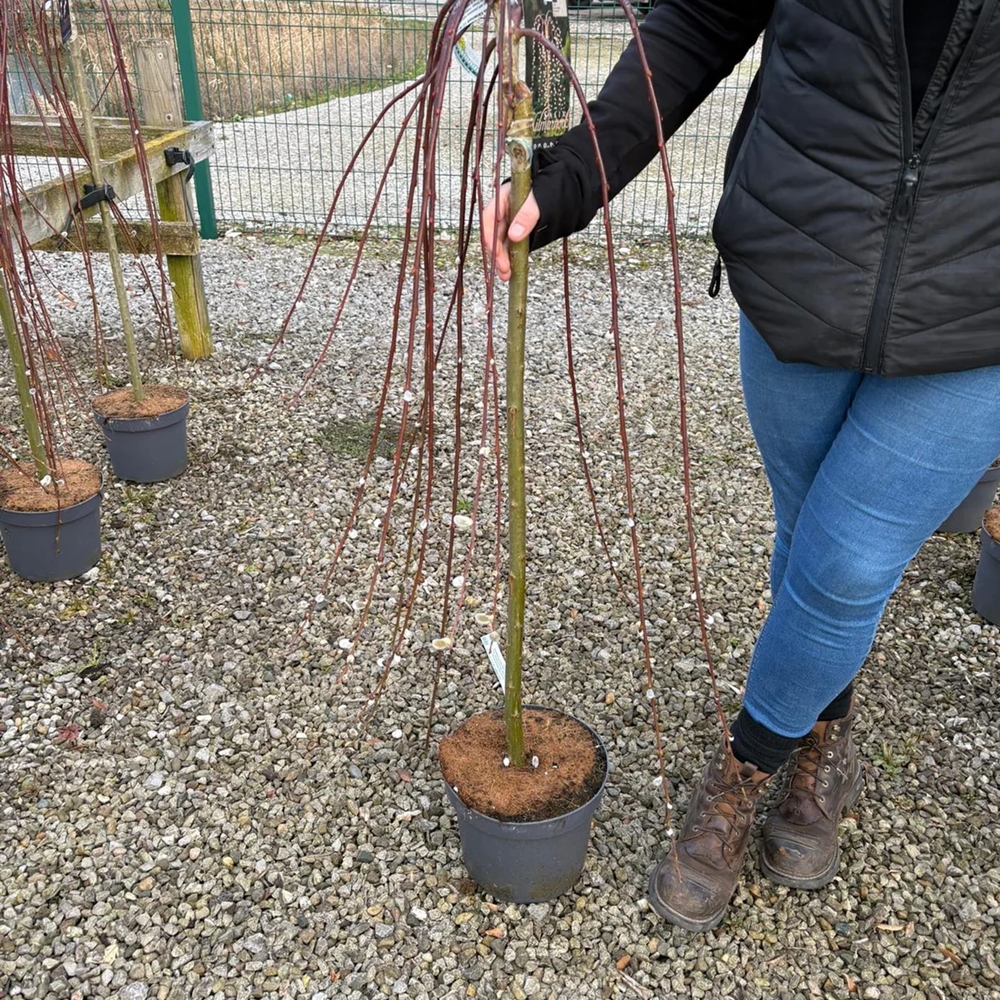 Raagremmelgas 'Kilmarnock'