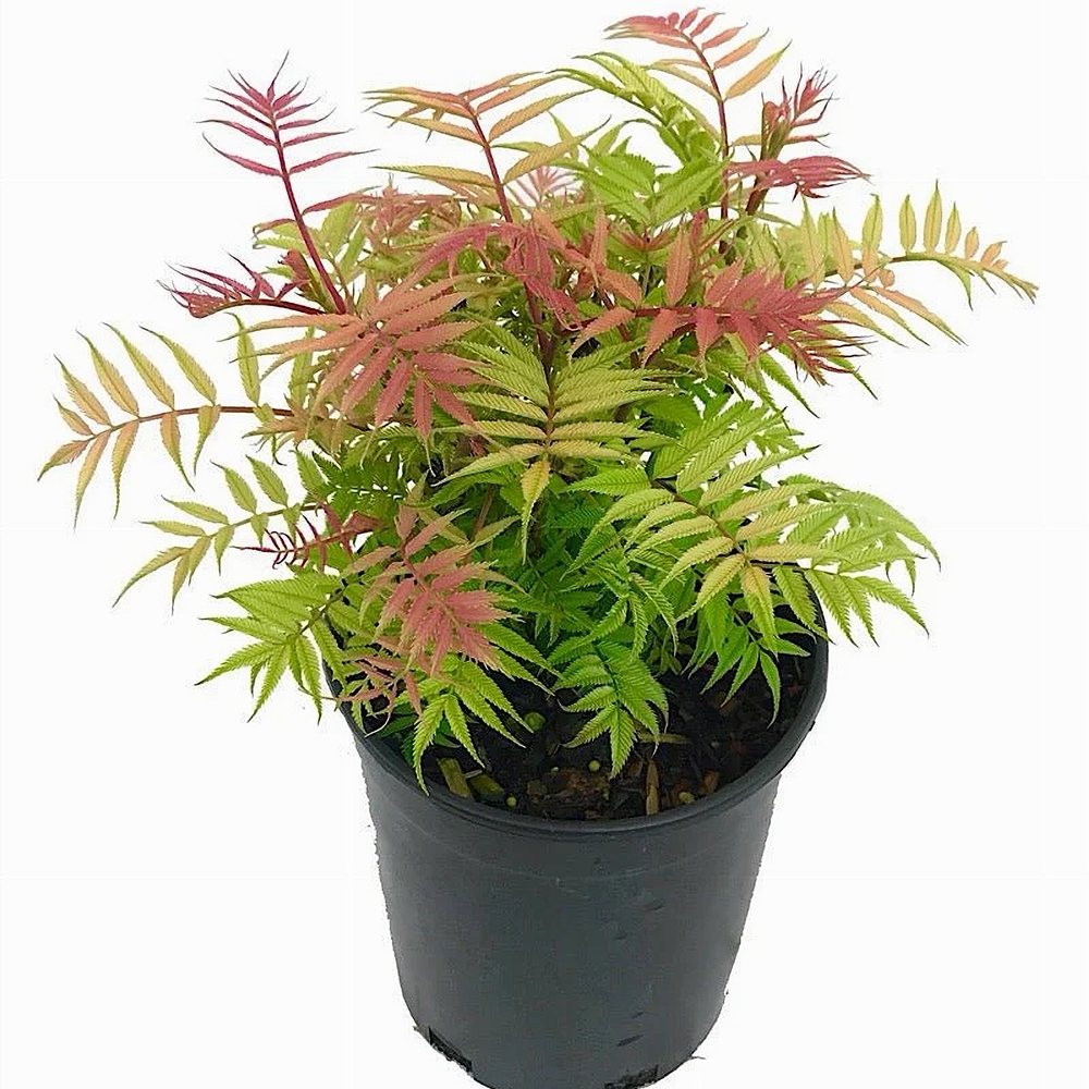 Harilik pihlenelas 'Sem' - Image 2