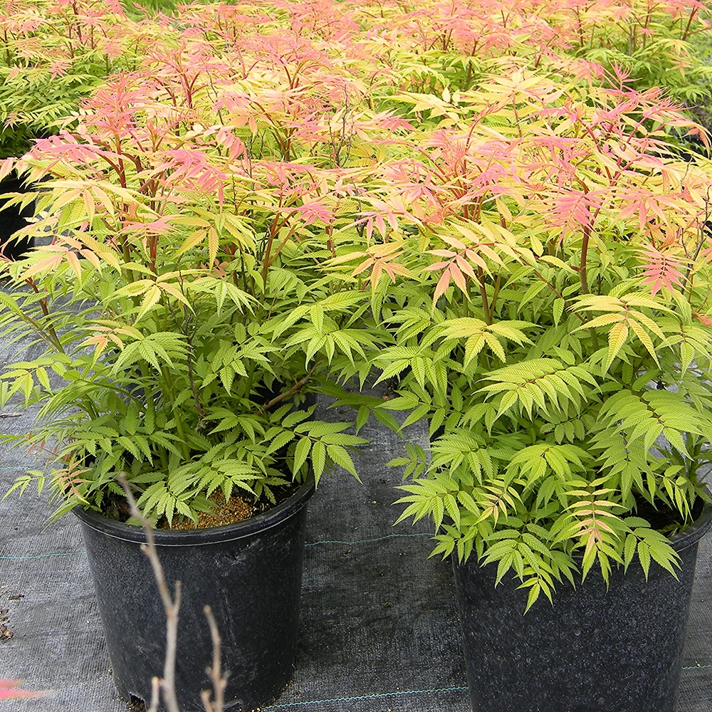 Harilik pihlenelas 'Sem'