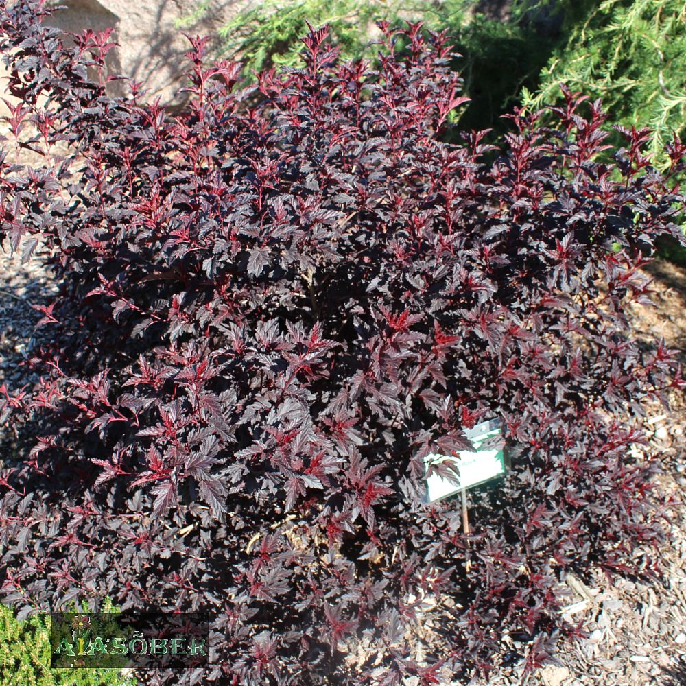 Lodjapuulehine põisenelas 'All Black' - Image 2