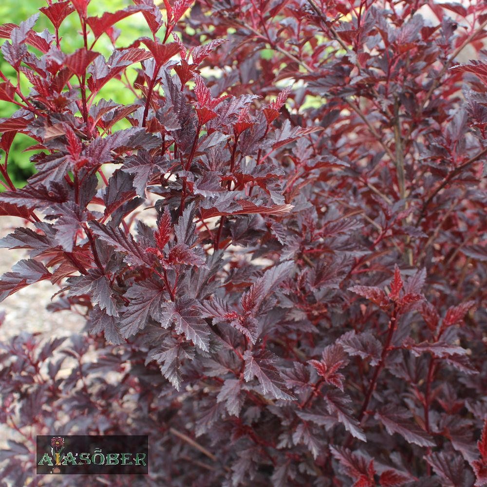 Lodjapuulehine põisenelas 'All Black' - Image 3