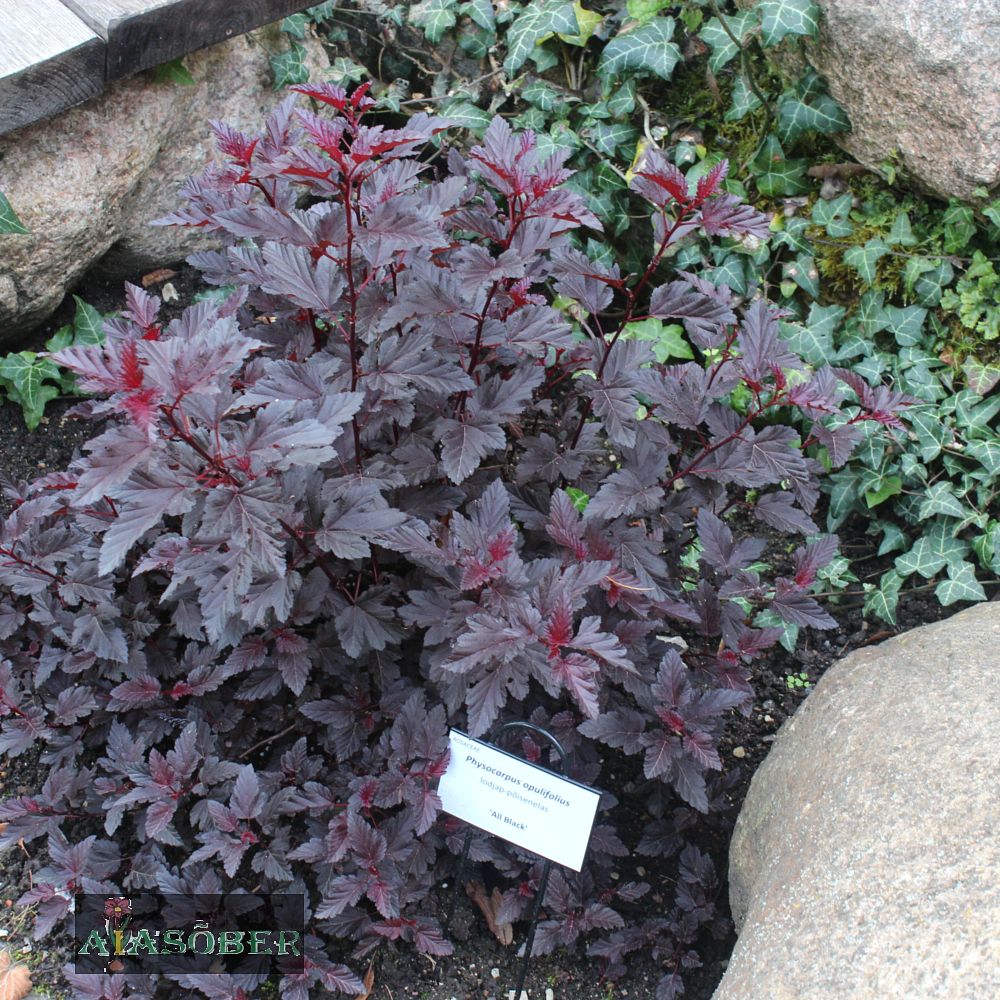 Lodjapuulehine põisenelas 'All Black' - Image 4