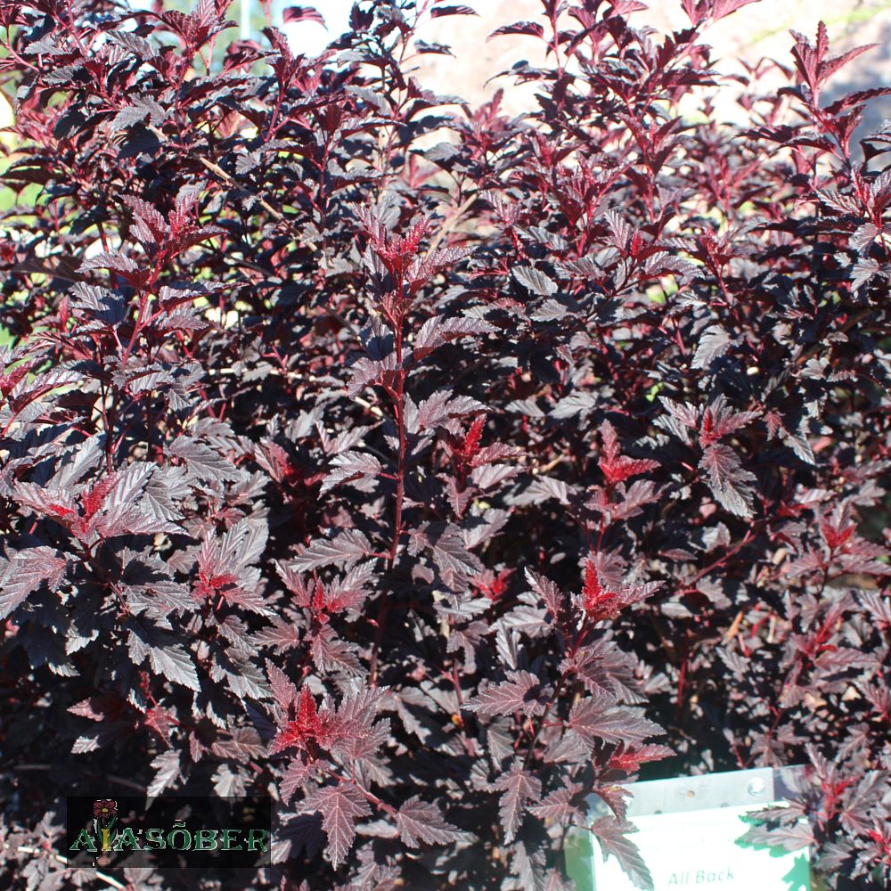 Lodjapuulehine põisenelas 'All Black'