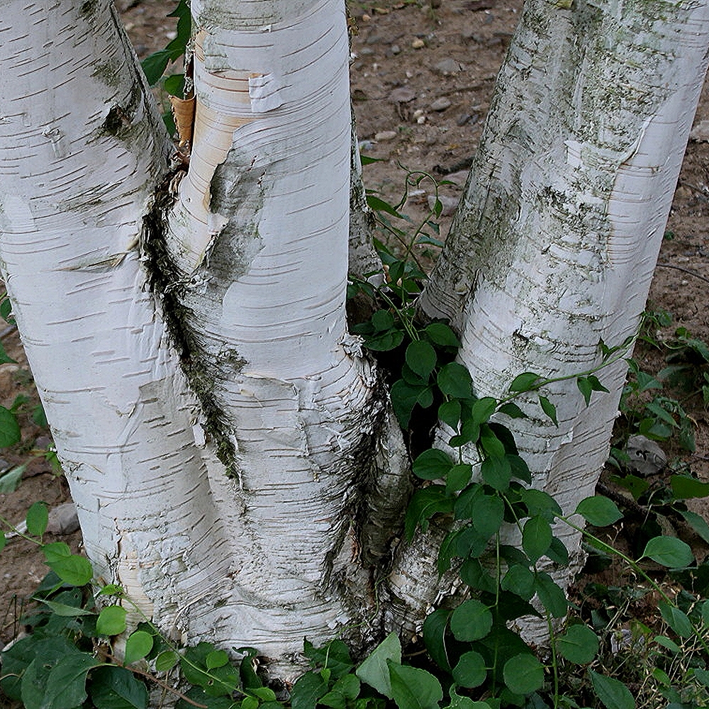 Himaalaja kask 'Doorenbos' - Image 2