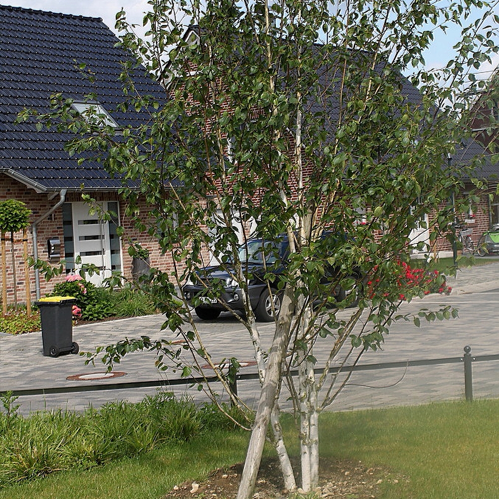 Himaalaja kask 'Doorenbos' - Image 3