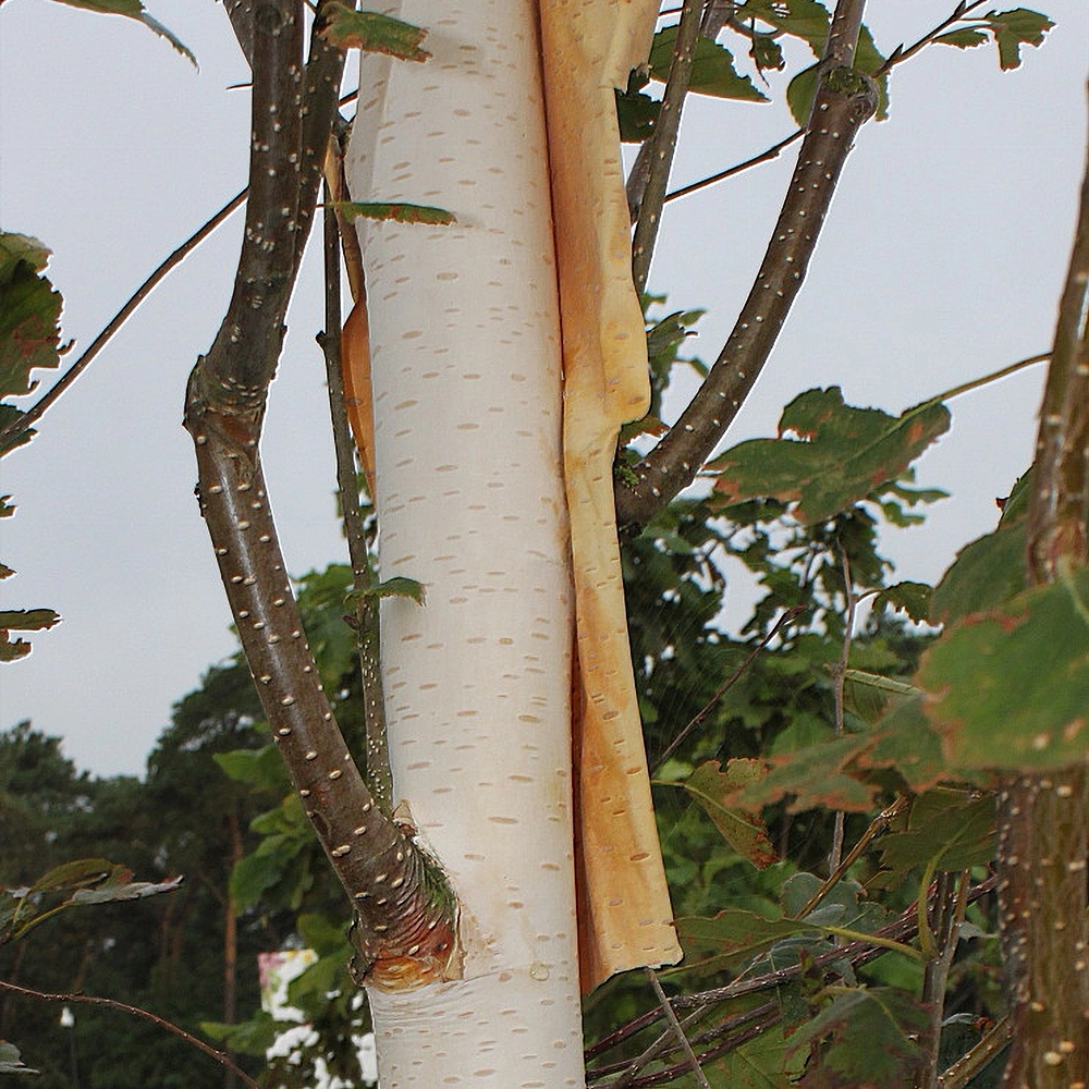 Himaalaja kask 'Doorenbos' - Image 4