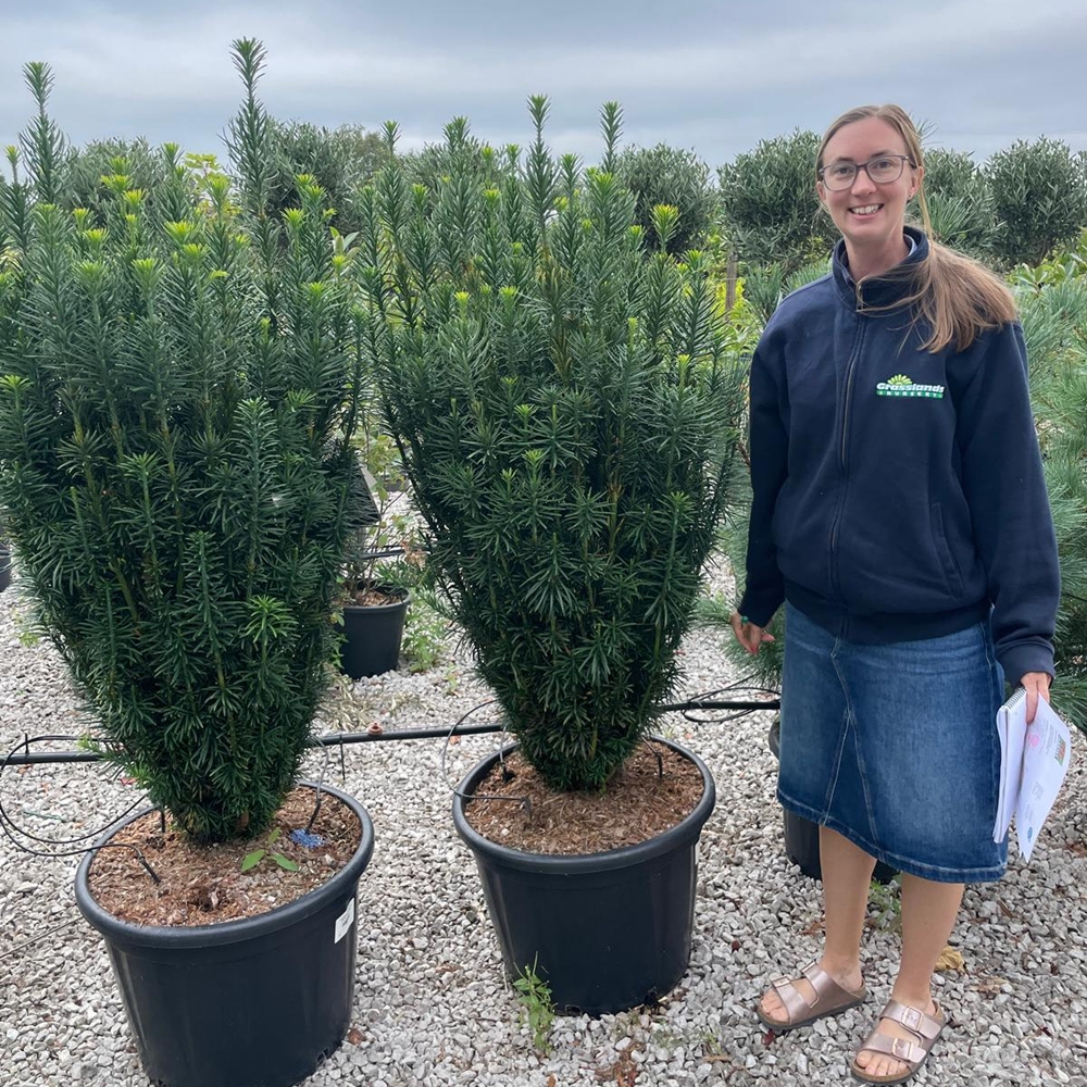 Harringtoni peajugapuu 'Fastigiata'