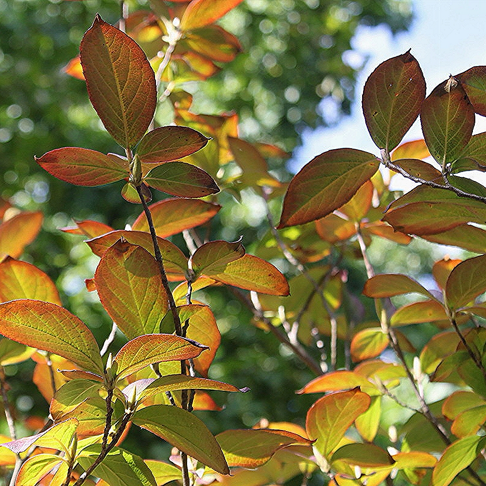 Korea stuartia - Image 2