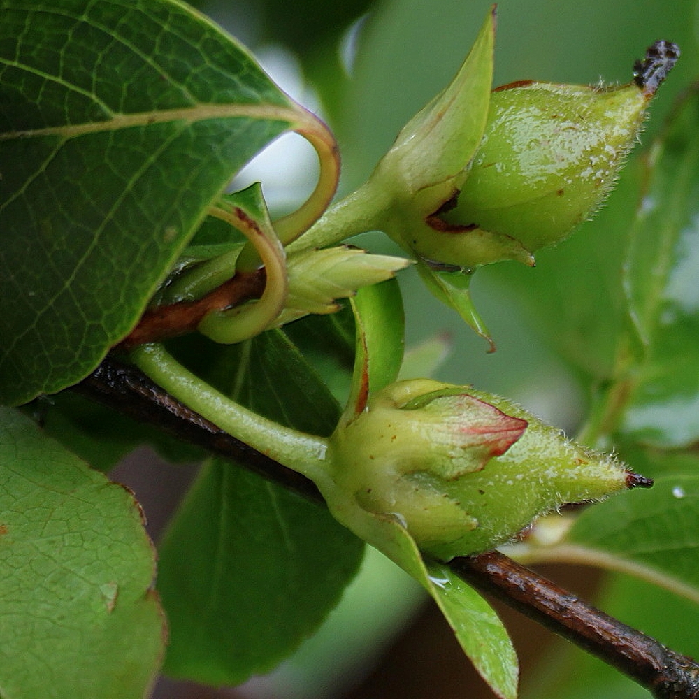 Korea stuartia - Image 3