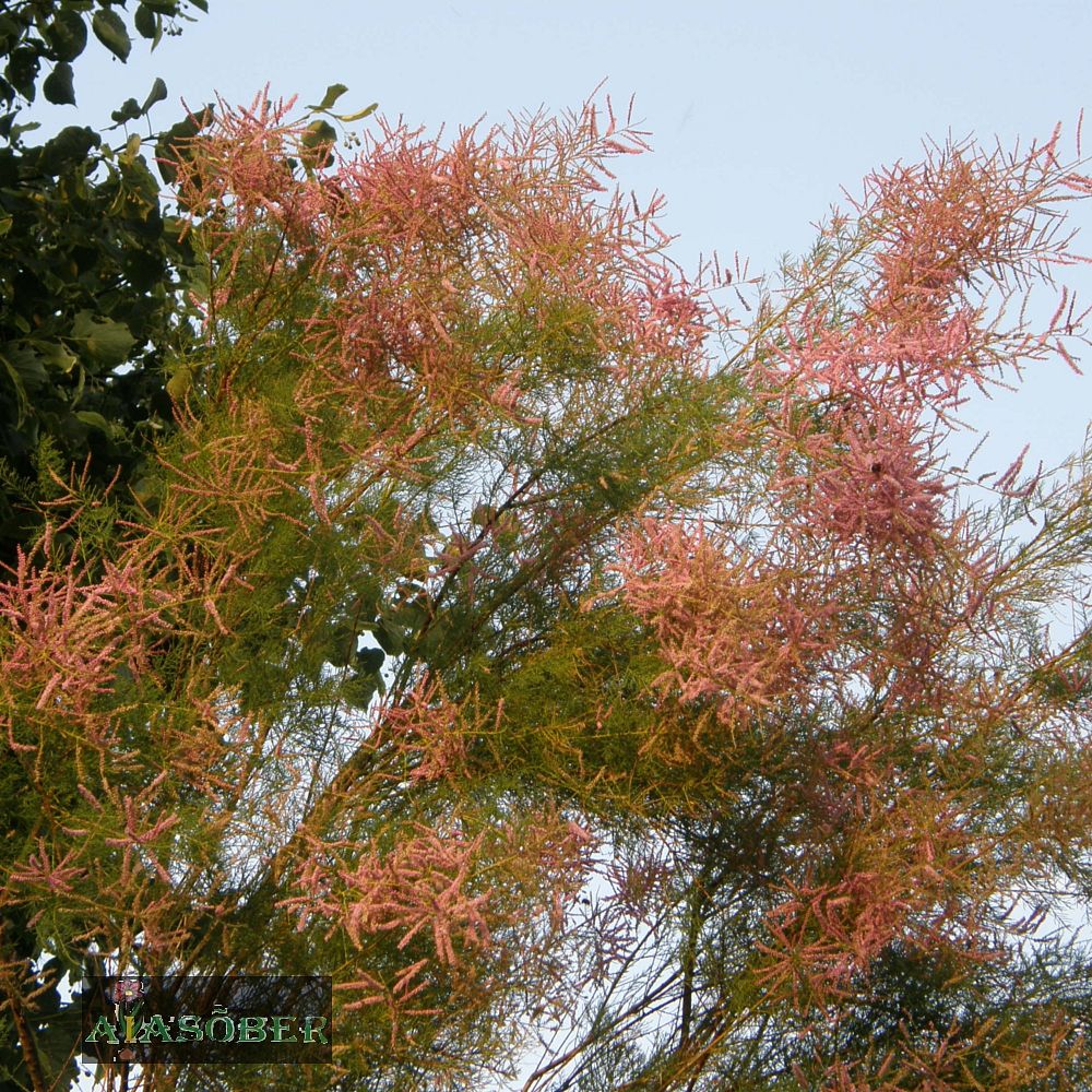 Harilik tamarisk 'Pink Cascade' - Image 2