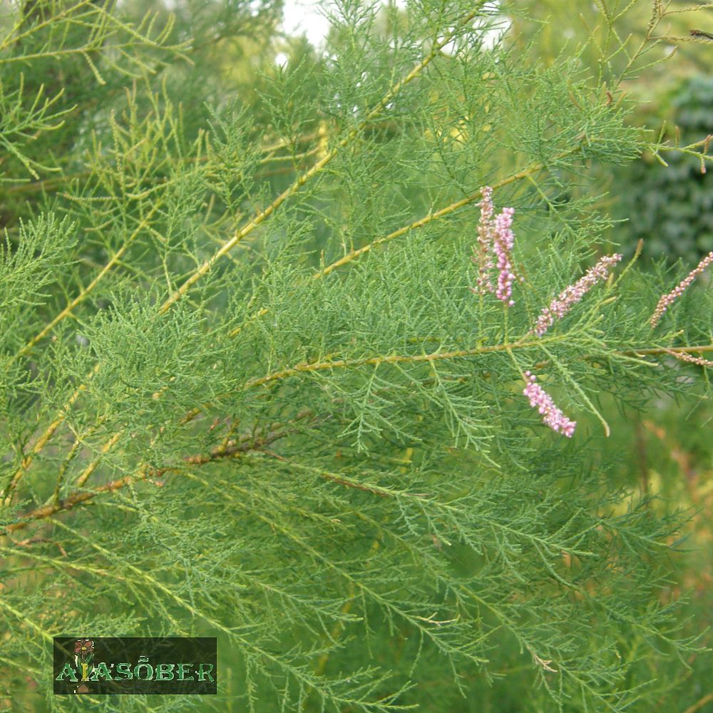 Harilik tamarisk 'Pink Cascade' - Image 3