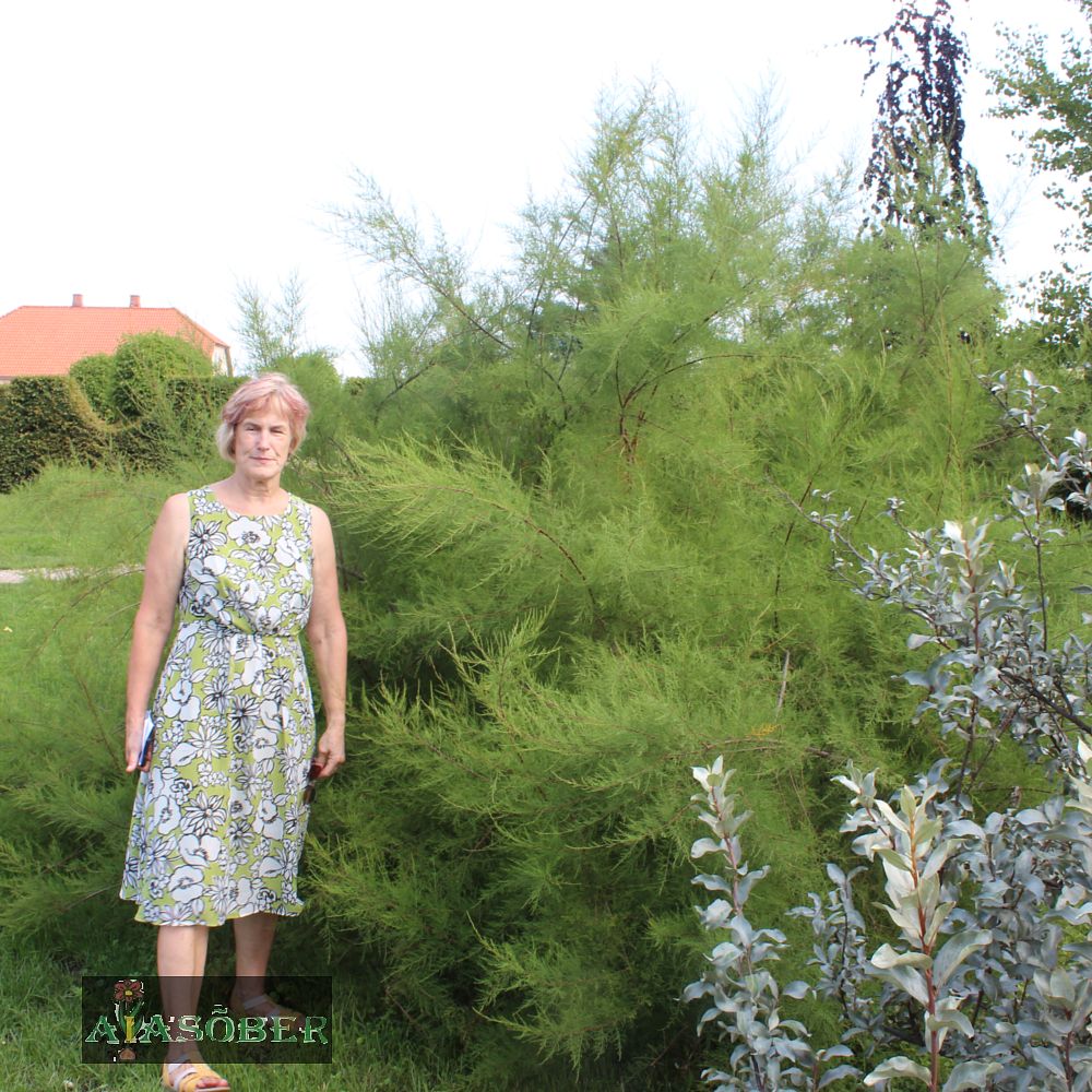 Harilik tamarisk 'Pink Cascade' - Image 4