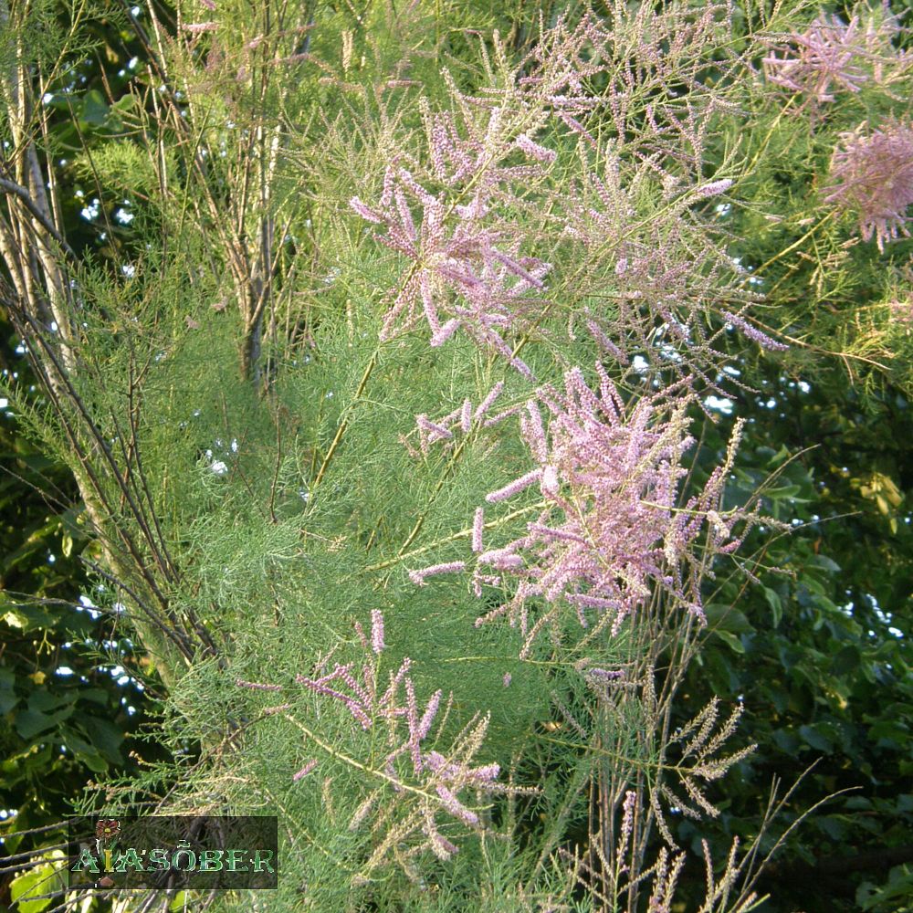 Harilik tamarisk 'Pink Cascade'