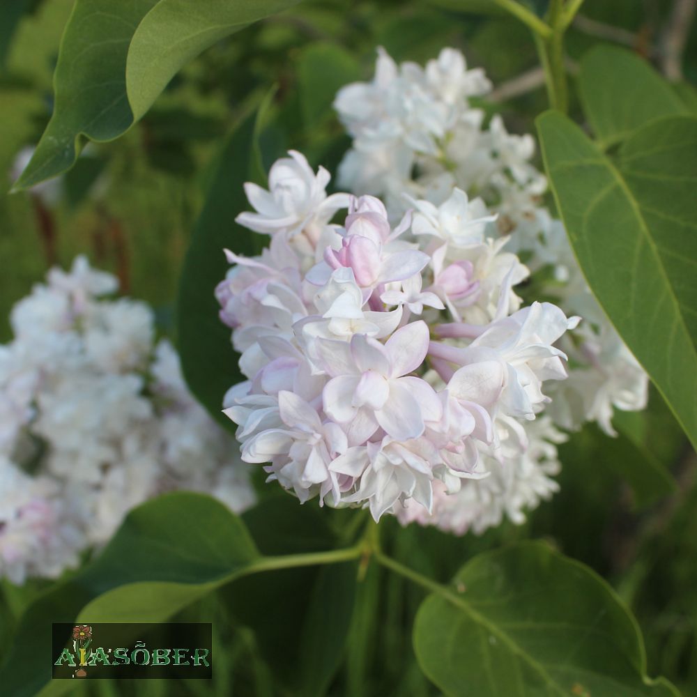 Harilik sirel 'Beauty of Moscow' - Image 2