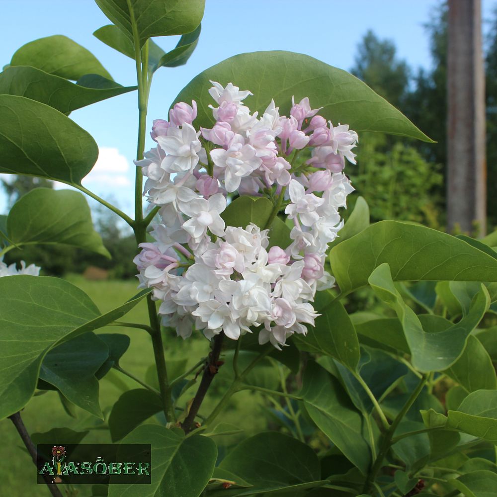 Harilik sirel 'Beauty of Moscow' - Image 3