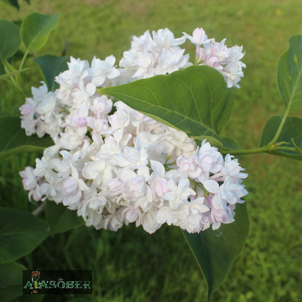 Harilik sirel 'Beauty of Moscow'