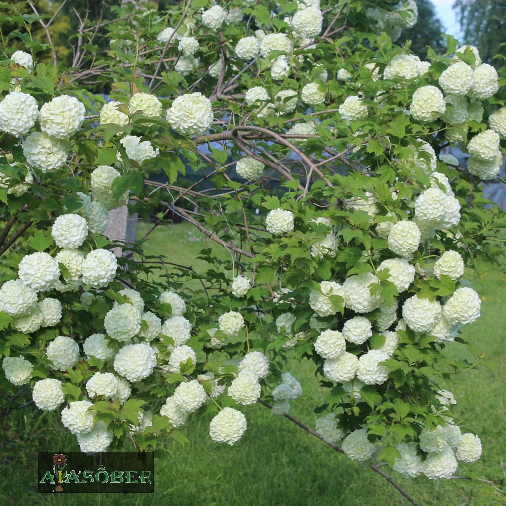 Lumepall (Lodjapuu) - Image 2