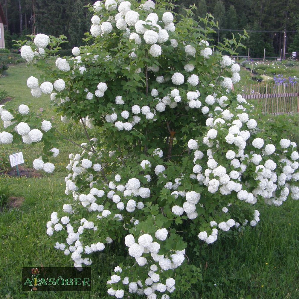 Lumepall (Lodjapuu) - Image 3