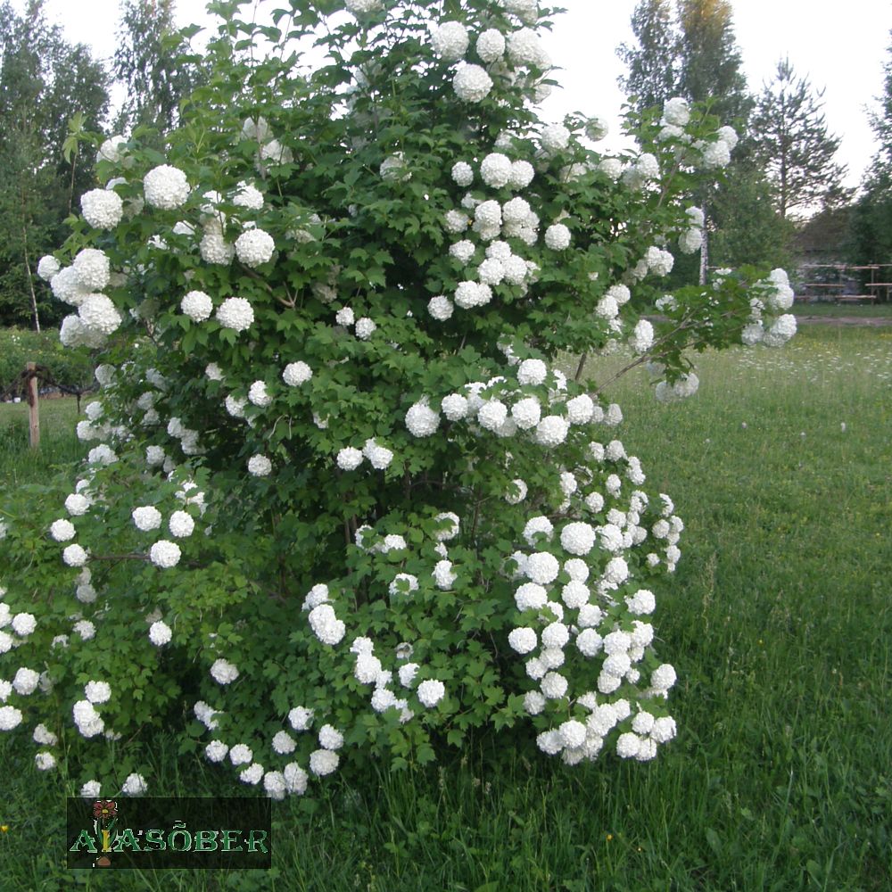 Lumepall (Lodjapuu) - Image 4