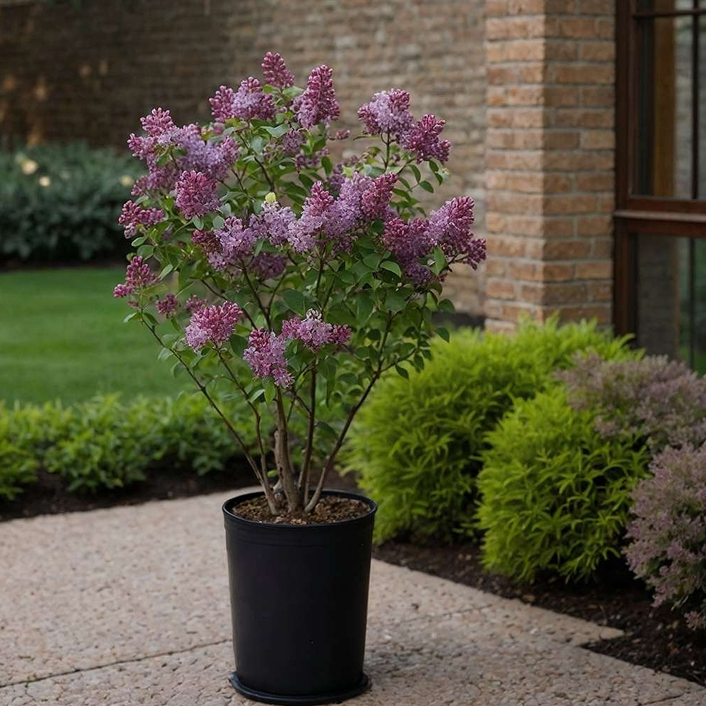 Värdsirel 'Bloomerang Dark Purple'