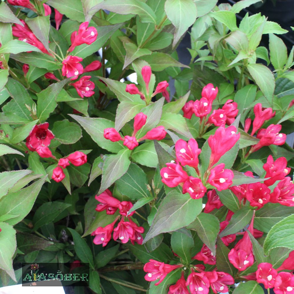 Värdveigela 'Red Prince' - Image 2