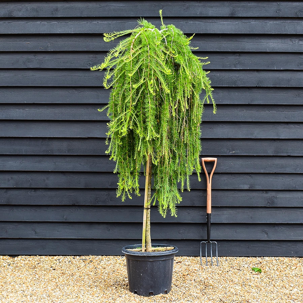 Euroopa lehis 'Puli'