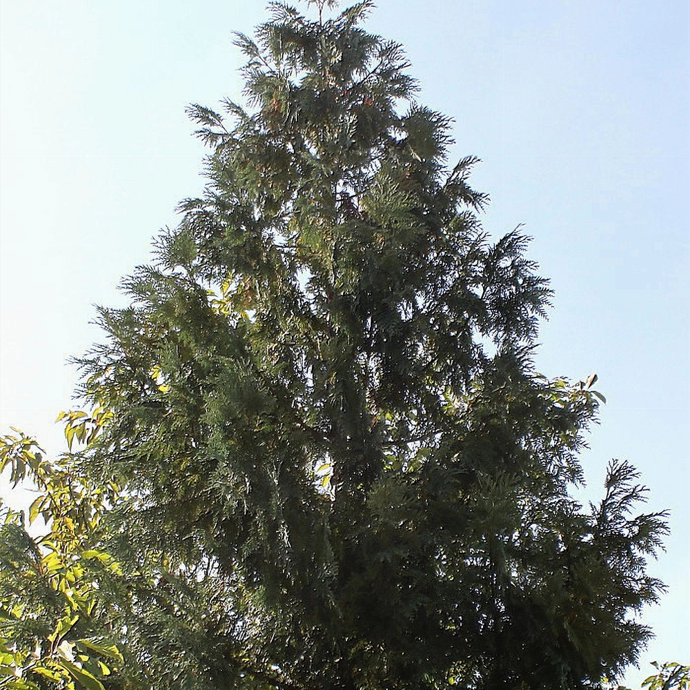 Harilik hiibapuu - Image 2