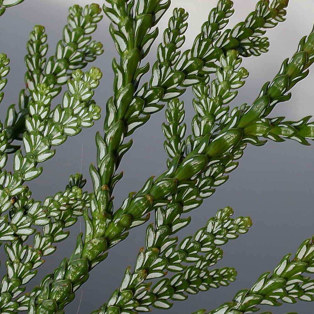 Harilik hiibapuu - Image 3