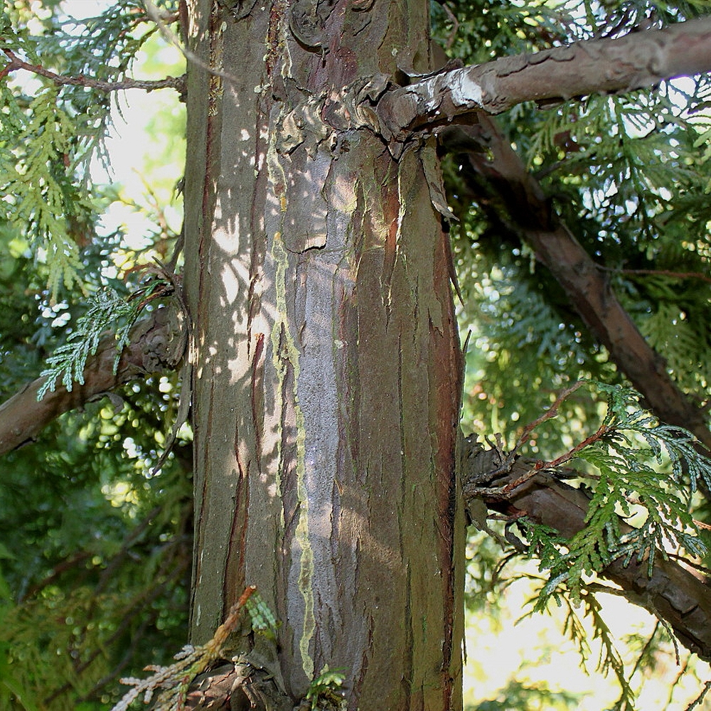 Harilik hiibapuu - Image 4