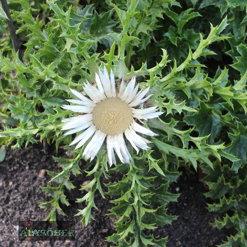 Varretu keelikurohi  Keelikurohi (Carlina) on 28-30 liigiline ühe- ja kaheaastaste või lühiajaliste püsikute perekond korvõieliste (Asteraceae/Compositae) suguk