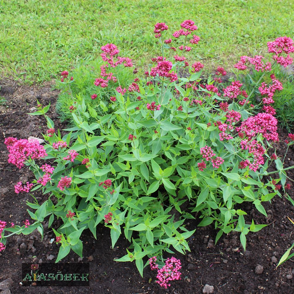 Punane kannuslill  Kannuslill (Centranthus) on 8-12 liigiline üheaastaste puhmastaimede ja väheste poolpõõsaste perekond palderjaniliste (Valerianaceae) perekon