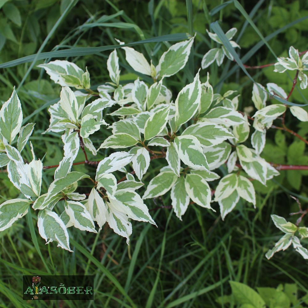 Siberi kontpuu 'Sibirica Variegata' - Image 2
