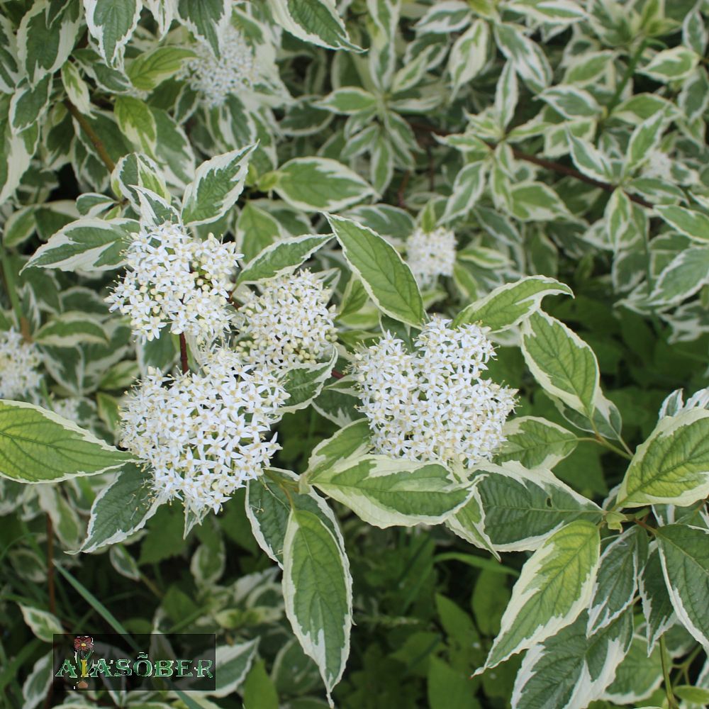 Siberi kontpuu 'Sibirica Variegata' - Image 4