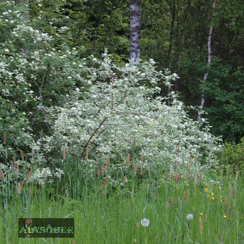 Siberi kontpuu 'Sibirica Variegata'
