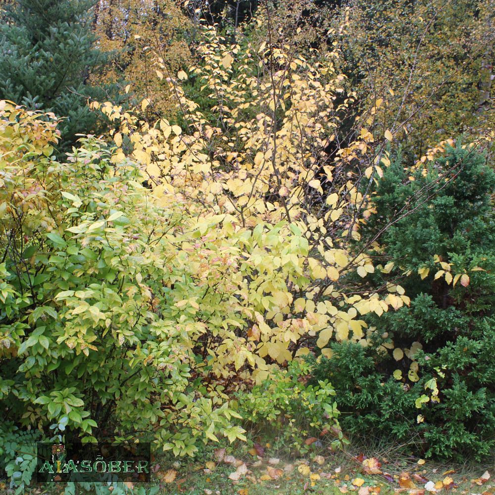 Värd-nõiapuu 'Diane' - Image 3