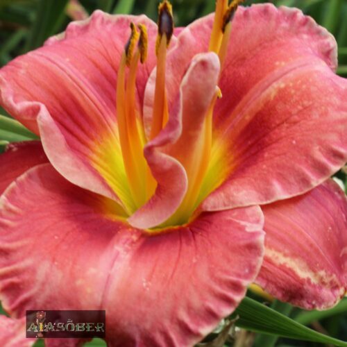 Aed-päevaliilia 'Rose Corsage' roosa õis aias