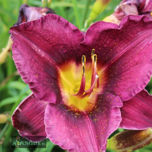 Aed-päevaliilia 'All American Plum' violetsed õied