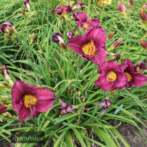 Aed-päevaliilia 'All American Plum' violetsed õied