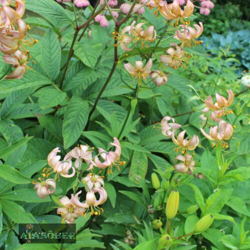 Kirju liilia 'Honey Morning' kollakad õied aias